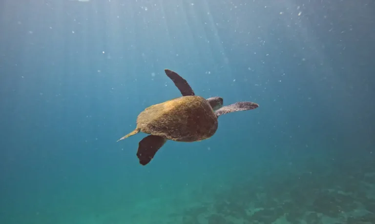 Pesquisa quer descobrir de onde vêm tartarugas que vivem em Arraial