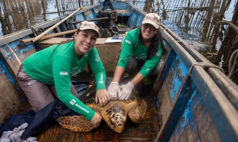 Tartarugas-cabeçudas reaparecem na  Baía de Guanabara