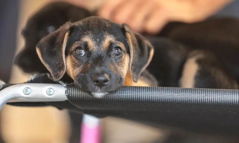 Mapa abre consulta pública sobre genéricos e similares veterinários