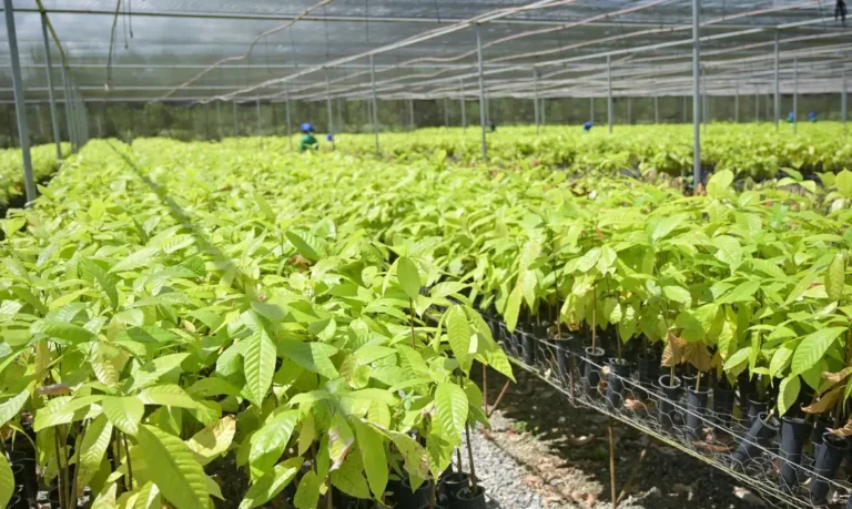 Bioeconomia em áreas degradadas cria produção sustentável no Pará