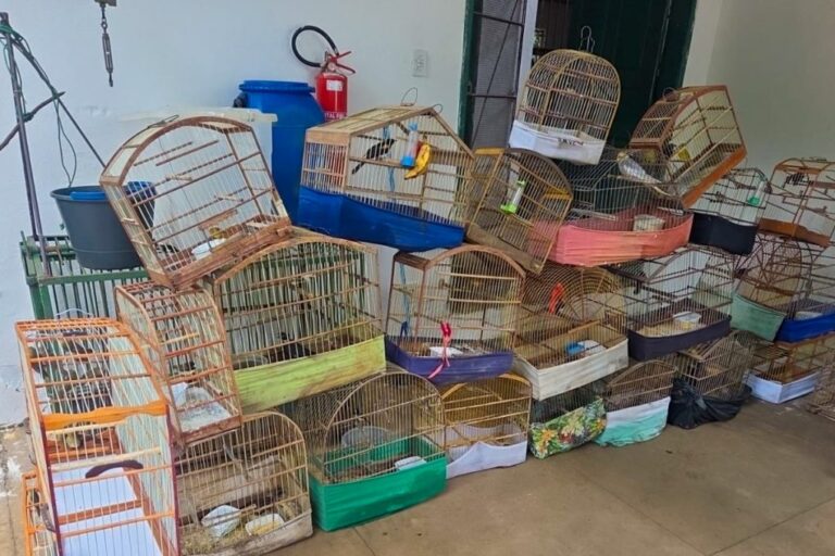 Secretaria de Meio Ambiente e Guarda Municipal apreendem 100 gaiolas e dezenas de pássaros