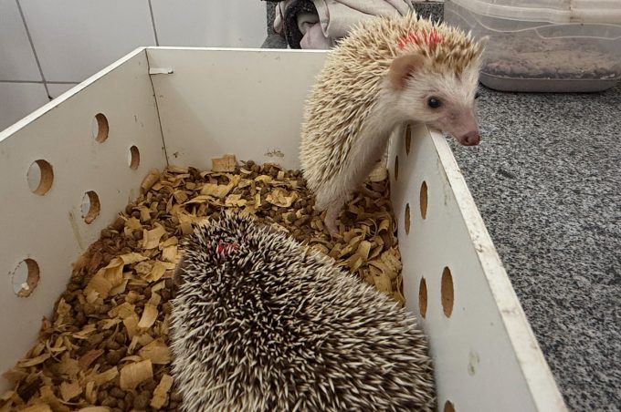 Cetas recebe ouriços pigmeus africanos apreendidos pela Polícia Rodoviária Federal no município de Poções