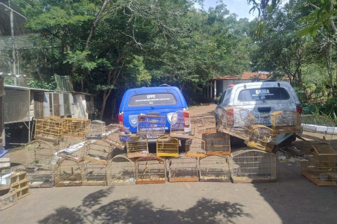 Operação conjunta entre Guarda Municipal e Cetas resgata 44 aves em Conquista