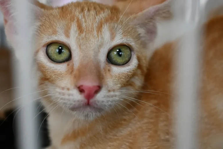 Abril Laranja: Alagoinhas lança cronograma de conscientização contra maus-tratos aos animais