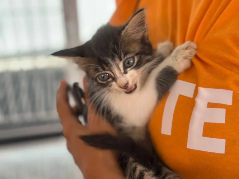 Abril Laranja mobiliza Alagoinhas com ações de combate aos maus-tratos animais nesta sexta (24) e sábado (25)
