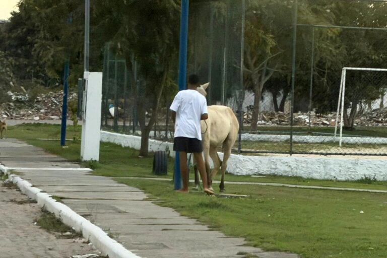 Vigilância Zoonótica reforça orientação a donos de cavalos na Lagoa Grande