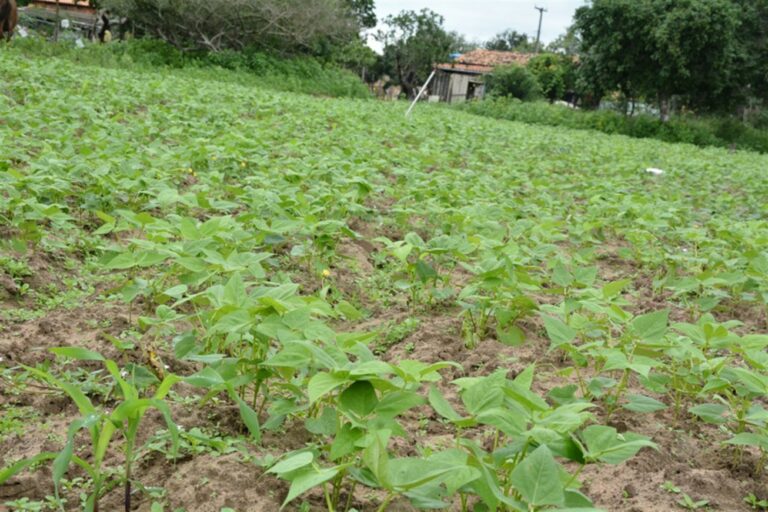 Período de chuvas: plantio de feijão e milho pode ser iniciado