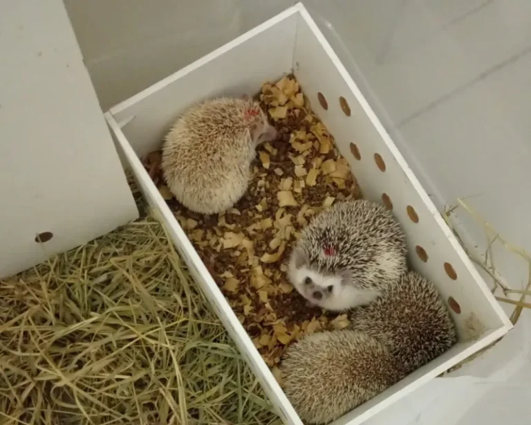 Inema reforça combate ao transporte ilegal de animais após apreensão de ouriços africanos em Poções