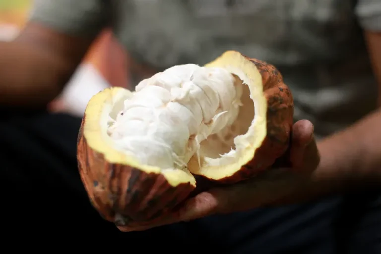 Lei que estabelece percentual mínimo de cacau vai beneficiar produtores baianos