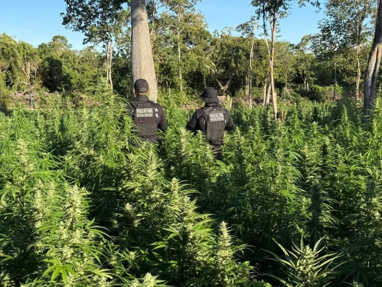 FICCO Bahia, PM, PC e DPT localizam roça com aproximadamente 50 mil pés de maconha