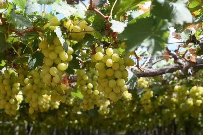 AMA divulga cotação dos hortifrutigranjeiros comercializados no Mercado do Produtor de Juazeiro
