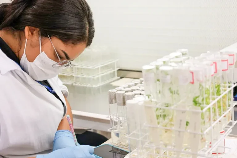 No Dia da Mandioca, pesquisa e parceria movem o avanço da cultura na Bahia