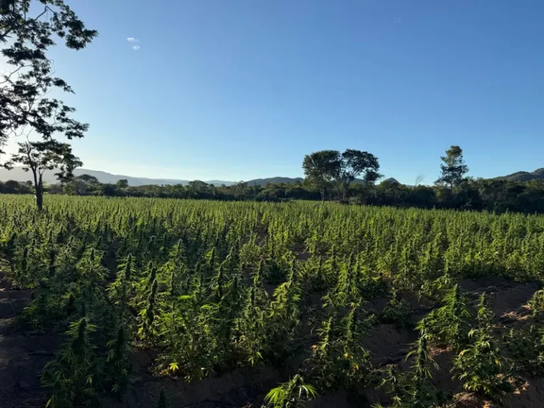 Polícia da Bahia afirma que já erradicou 1 milhão de pés de maconha em 2026