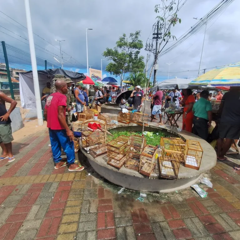 Coppa resgata 21 aves silvestres na Feira do Rolo, na Baixa do Fiscal