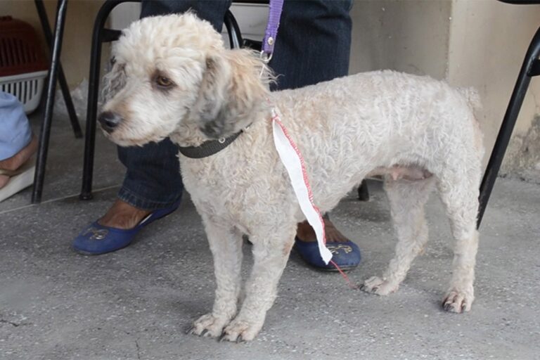 Clínica para pets vai ser construída, mas hospital municipal tem prioridade