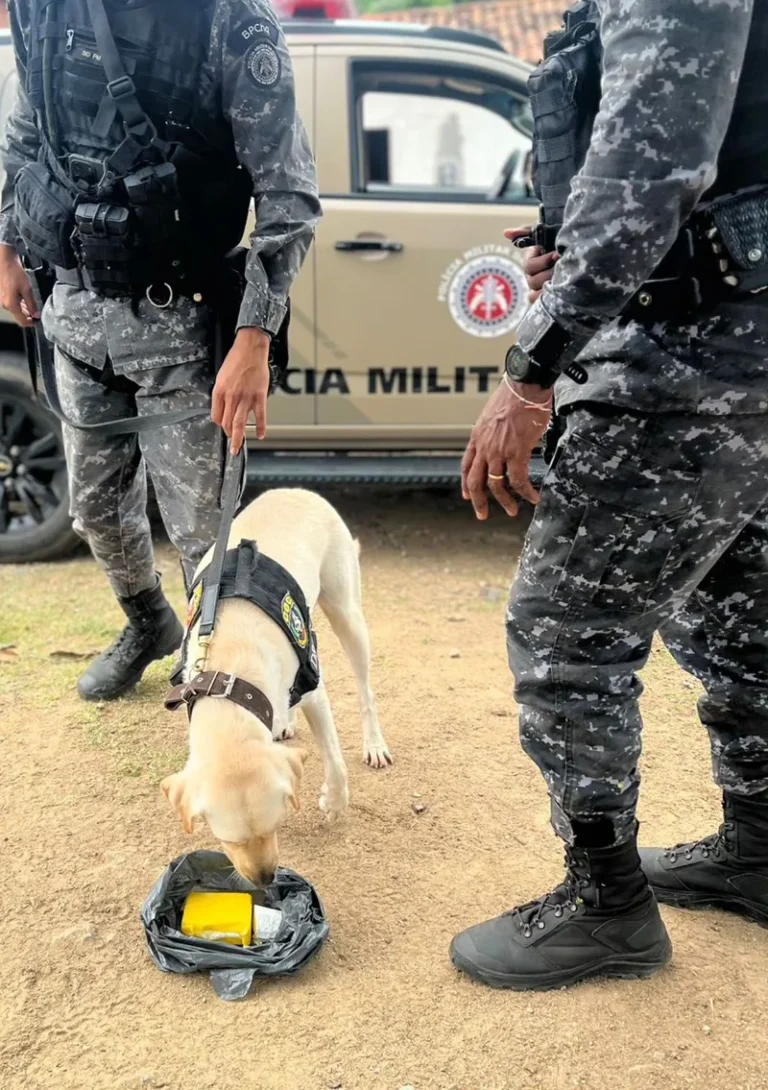 Com Canis do Batalhão de Choque e da CORE, Operação Cerco encontra drogas e aprofunda buscas em área de mata
