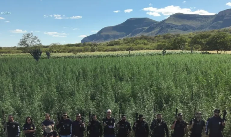 Segunda fase da Operação Raízes Ocultas erradica 300 mil pés de maconha em Ibitiara