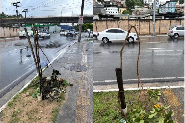 Vandalismo contra mudas ameaça expansão da arborização urbana em Salvador e traz prejuízo de R$ 3 milhões