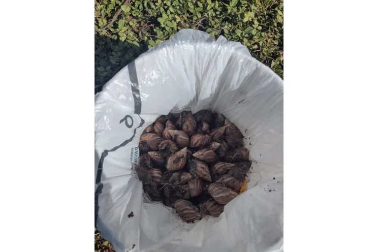 Prefeitura de Salvador alerta sobre o risco de doenças transmitidas pelo caramujo africano