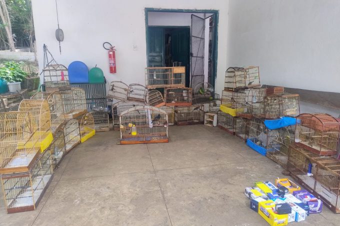 47 pássaros silvestres resgatados em pontos de venda ilegal em Vitória da Conquista