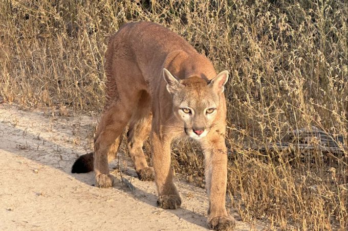 Onça-parda reabilitada no Cetas de Vitória da Conquista retorna à natureza após um ano