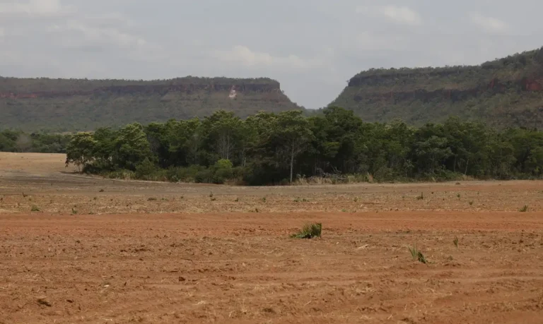 Fragmentos de vegetação nativa cresceram no país 163% em 38 anos, segundo estudo do Mapbiomas