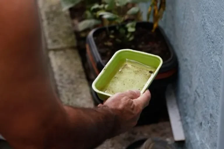 Casos de dengue na Bahia caíram mais de 40% em 2026