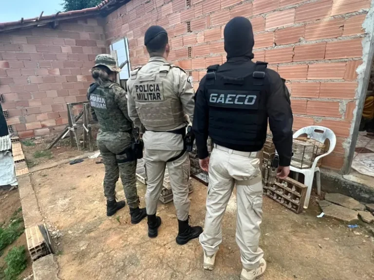 Operação conjunta na Bahia, Alagoas e Pernambuco contra o tráfico de animais silvestres